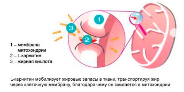 L-карнитин для похудения
