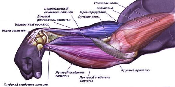 Как накачать предплечья: сила и объем