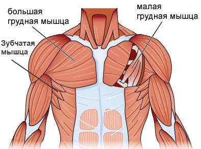 Как накачать грудные мышцы дома