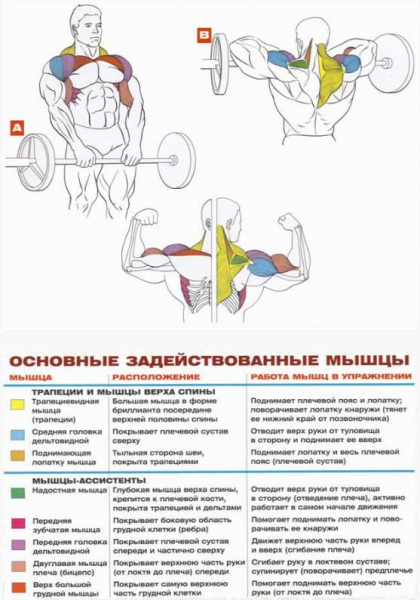 Тяга штанги к подбородку (узкий хват) Тяга штанги к подбородку (узкий хват)