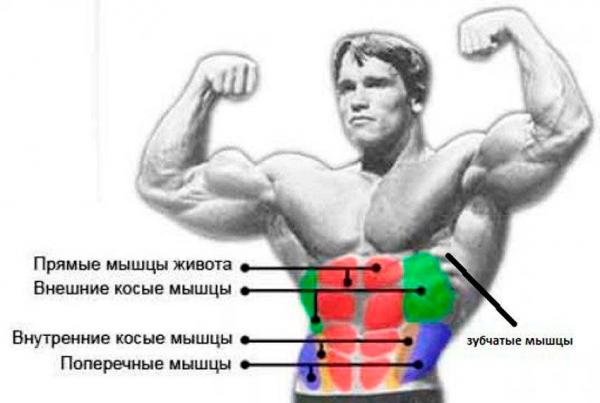 Упражнения для боковых мышц пресса: рекомендации, советы