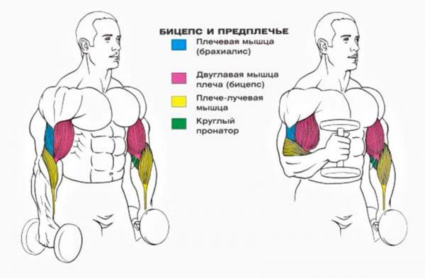 Молотки с гантелями